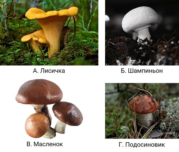 Скачать ответы и все задания 1. Выберите один из нескольких вариантов На занятии биологического кружка школьники выполняли необычную лабораторную работу.-20