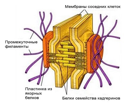 Скачать ответы и все задания 1. Выберите один из нескольких вариантов На занятии биологического кружка школьники выполняли необычную лабораторную работу.-94