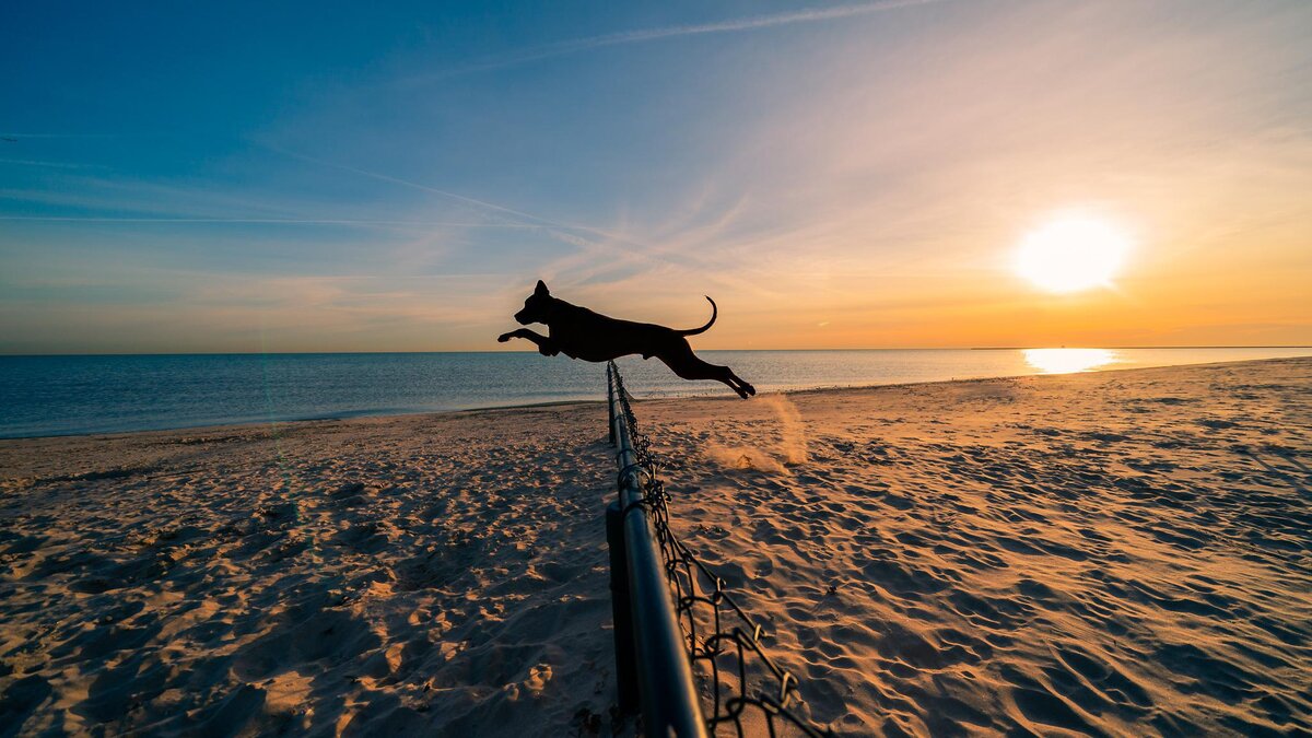 Гавань собаки. Dog Beach табличка.