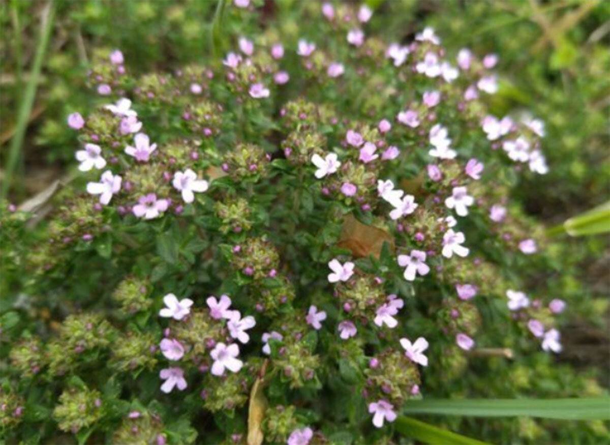 Тимьян цветущий, фото.