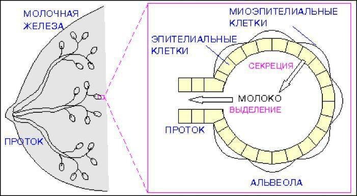 Клетки молочной железы. Схема строения молочной альвеолы. Миоэпителиальные клетки молочной железы. Физиология лактации.