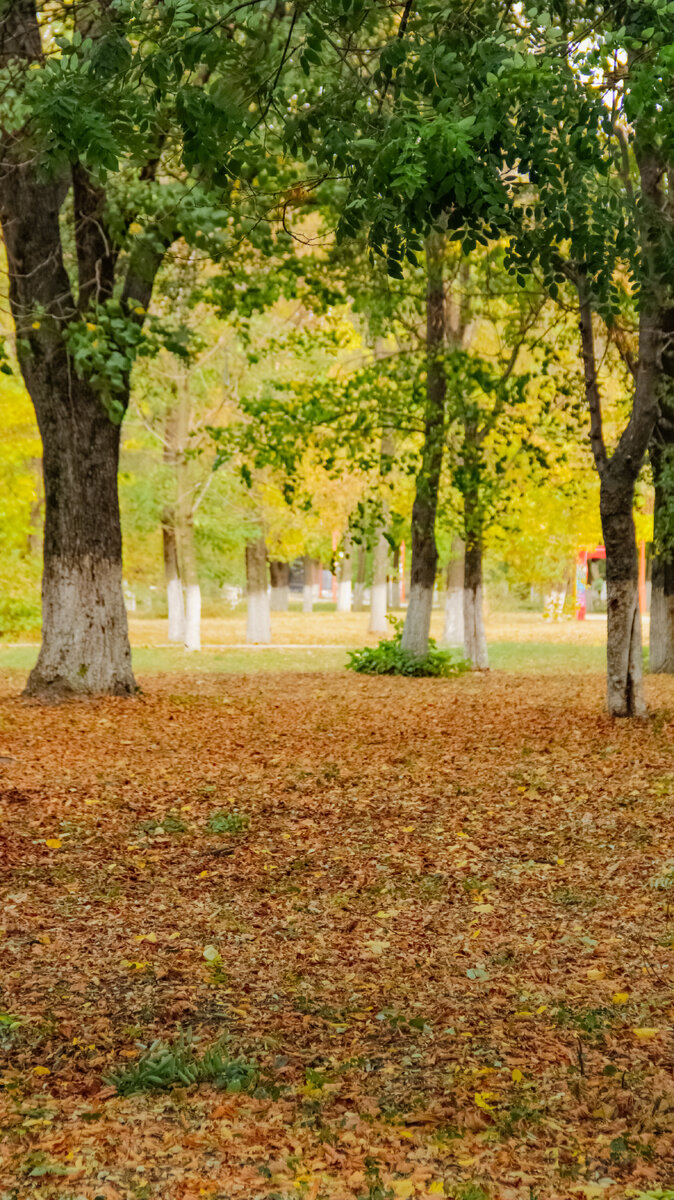 Фото идея: Вверху Лето - Внизу Золотая Осень 