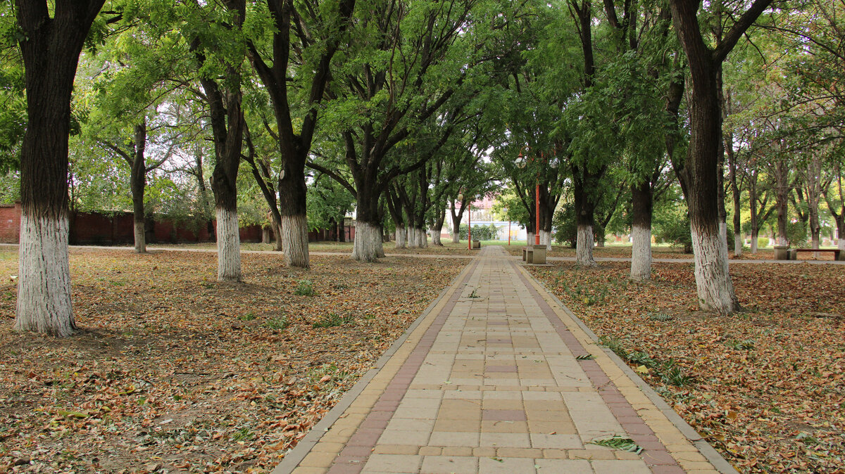 Фото идея: Велопрогулка с ветром в парке. 