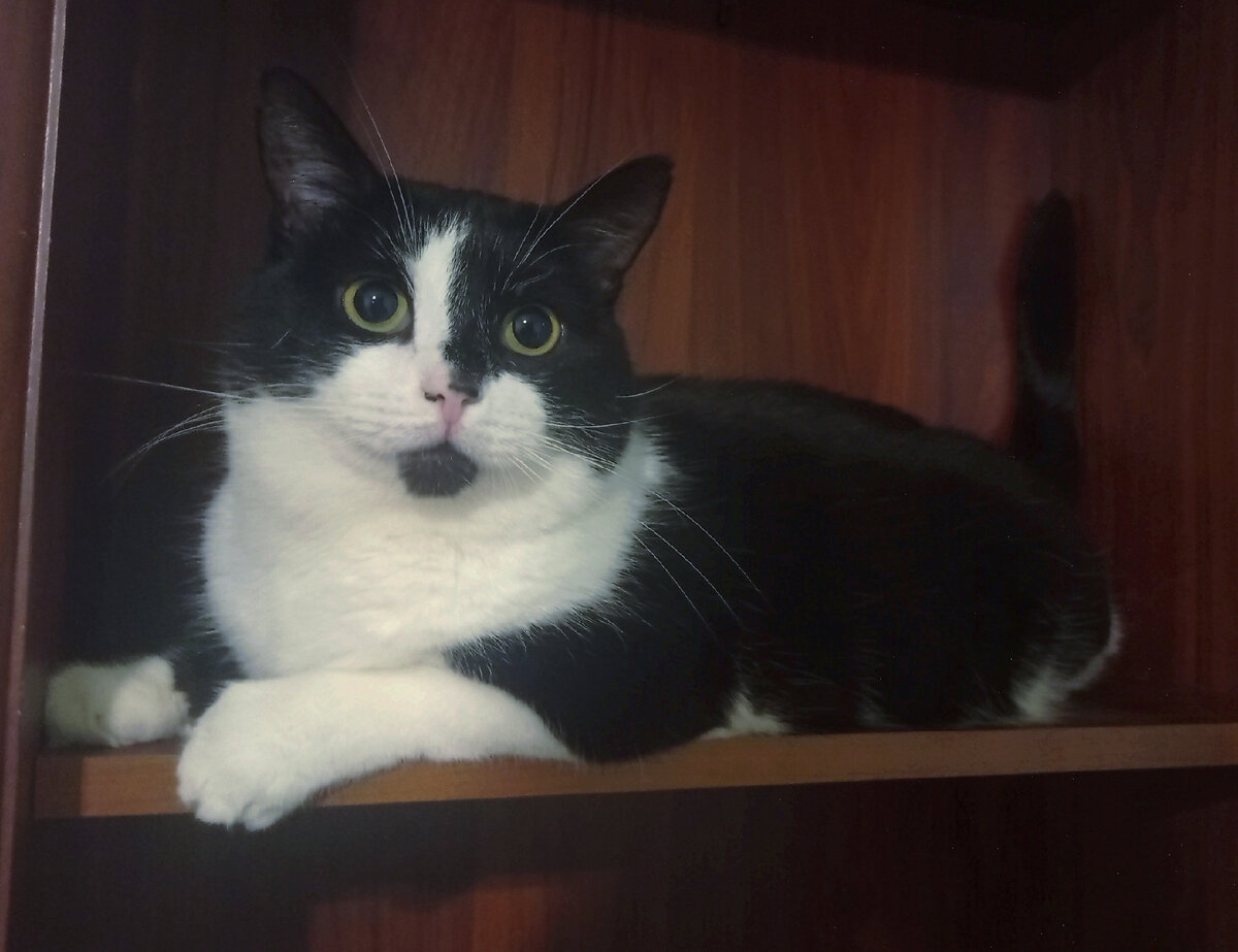 Это коты завели себе бесплатных рабов, не путайте