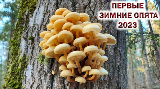 💥Первые ЗИМНИЕ ОПЯТА в ПОДМОСКОВЬЕ.👉Грибы в Октябре 2023🌳🍄🌲