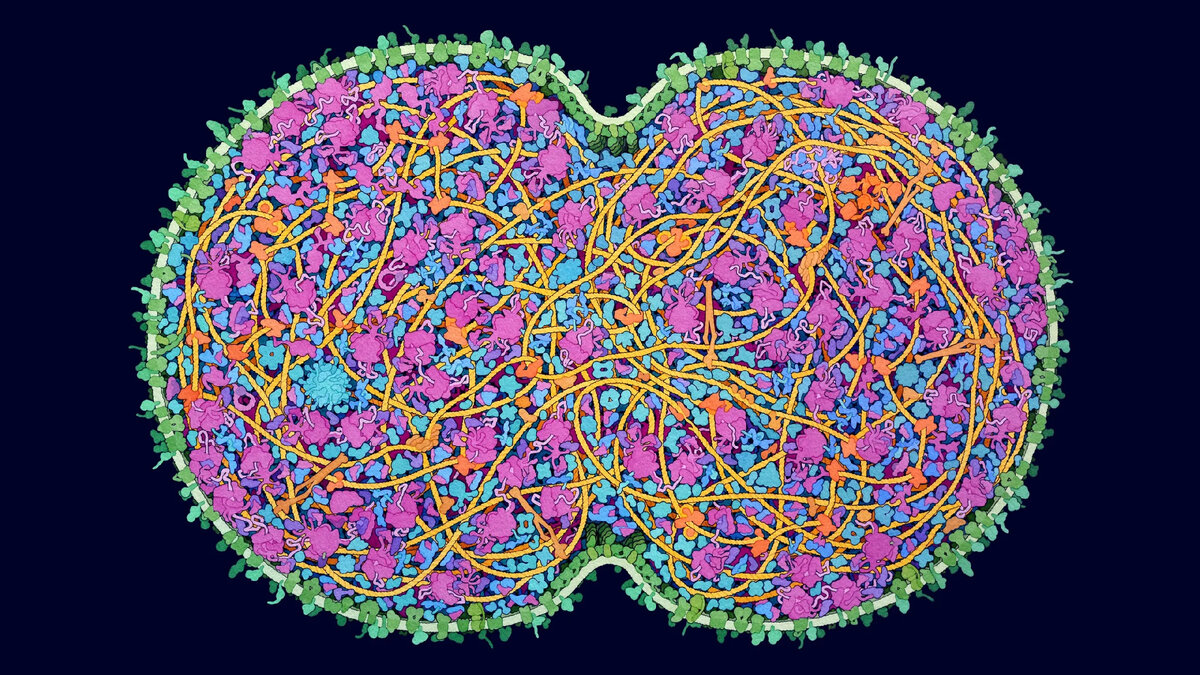 Новые исследования показывают, что минимальные клетки с самым маленьким геномом, который всё же позволяет расти и воспроизводиться, способны эволюционировать. Иллюстрация показывает минимальную клетку в процессе деления. 