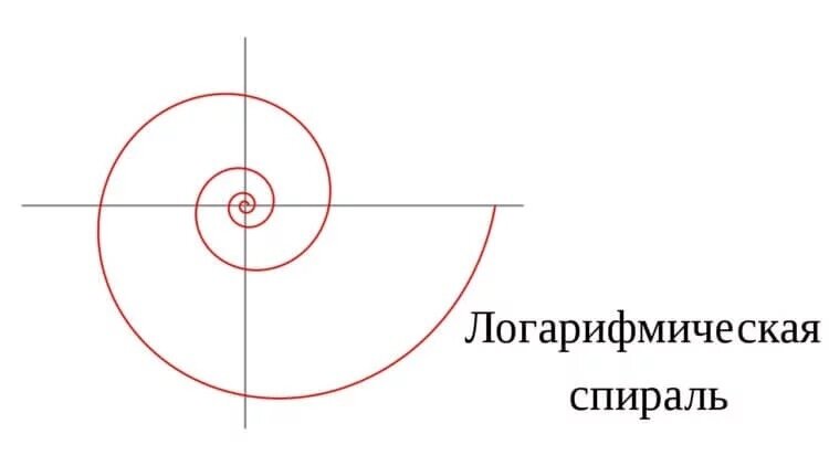 Пример того, как выглядит логарифмическая спираль