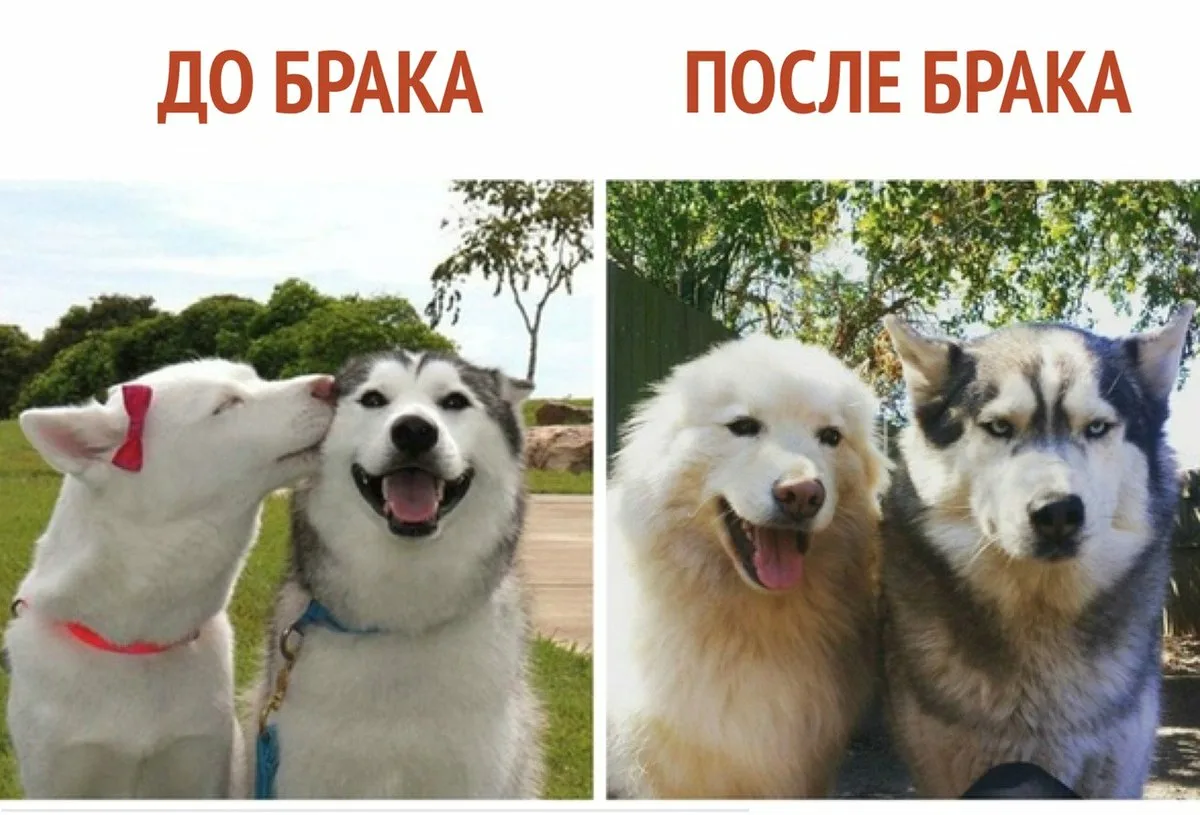 Жена до свадьбы и после