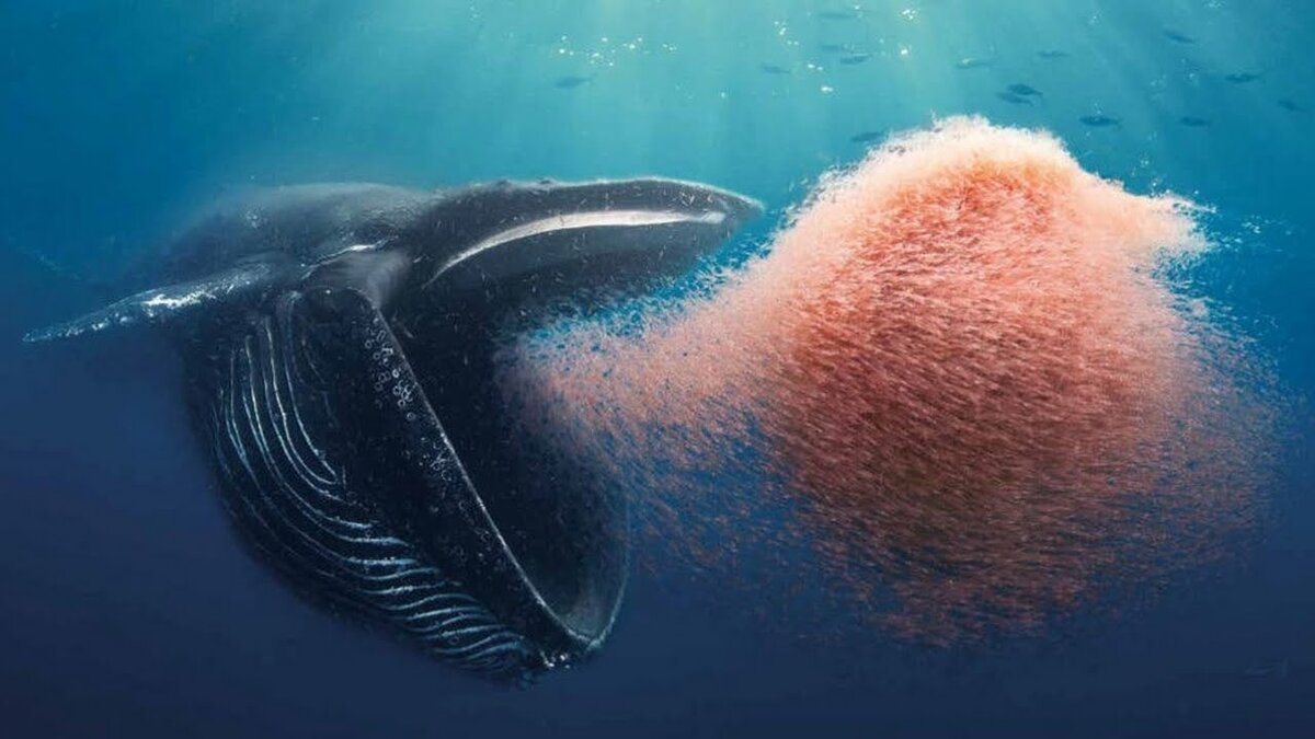 Кит поедает планктон