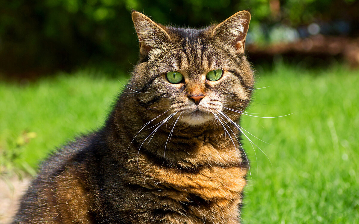 Самые смешные кошки. Фото смешных и забавных кошек, которые рассмешат и  позабавят. Интересные факты про кошек | Все про кошек | Дзен