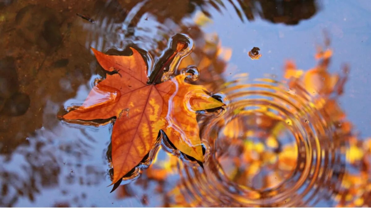 Осень 
Фото: pixabay.com