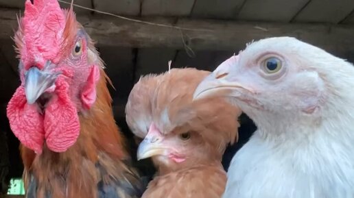 Кирилл Степанов | Молодой фермер 👨‍🌾 | Отправь тем самым подругам ...