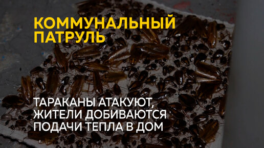 下载视频: Тараканы атакуют, жители добиваются подачи тепла в дом | Коммунальный патруль