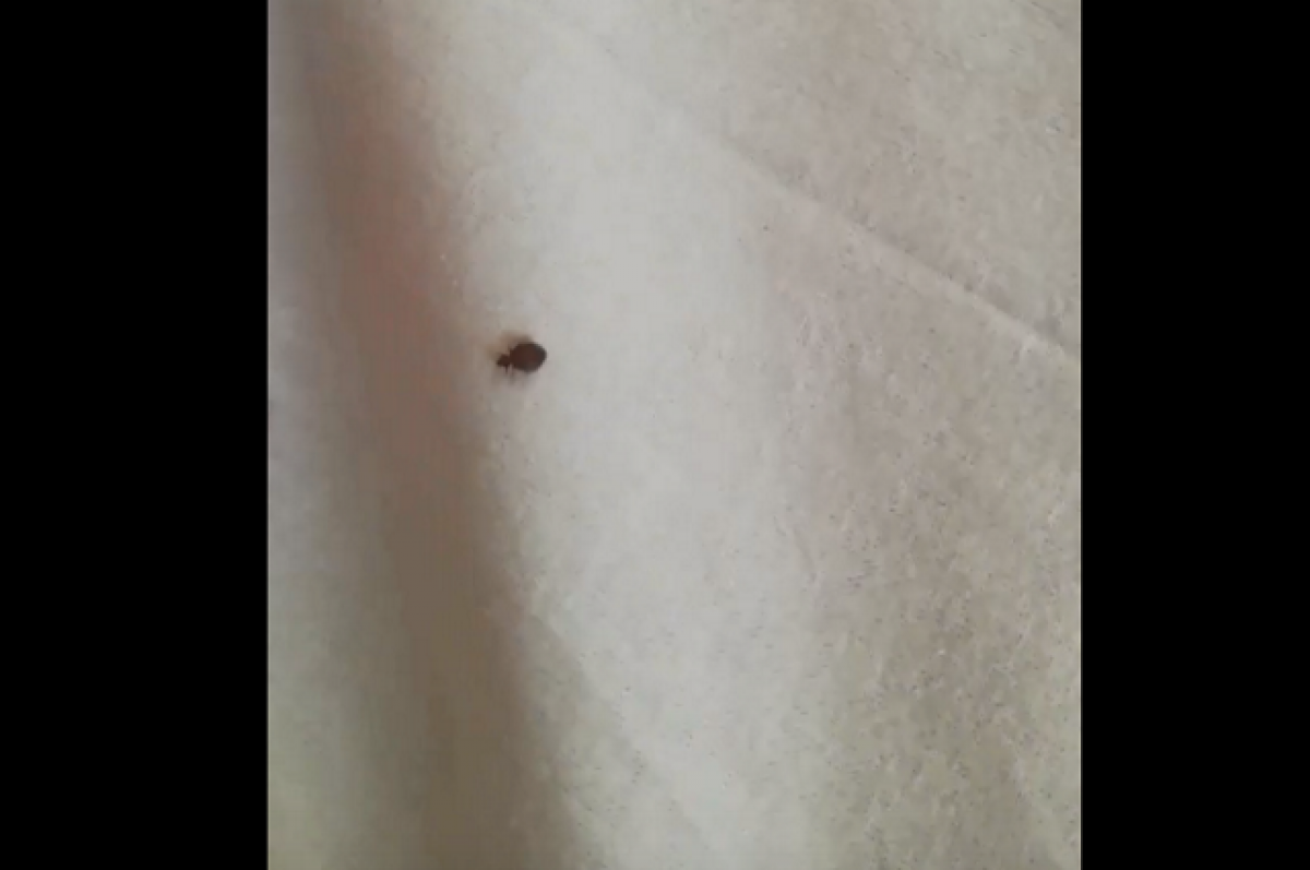    Пациенты челябинской больницы пожаловались на клопов