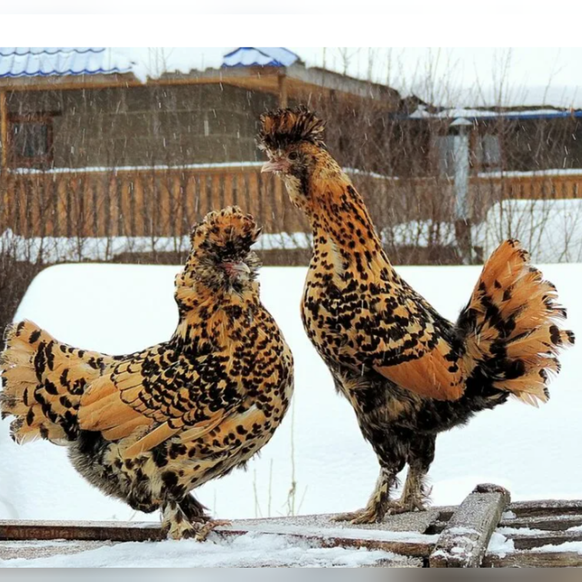 Павловское золото описание. Павловская Золотая курица. Павловская золотистая порода. Павловская Золотая порода кур. Павловская золотистая порода кур.