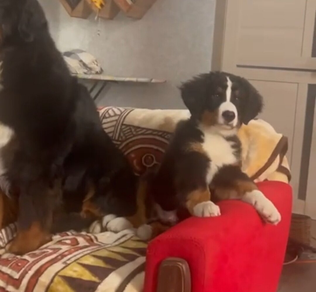    скрин из видео Арина Полтанова