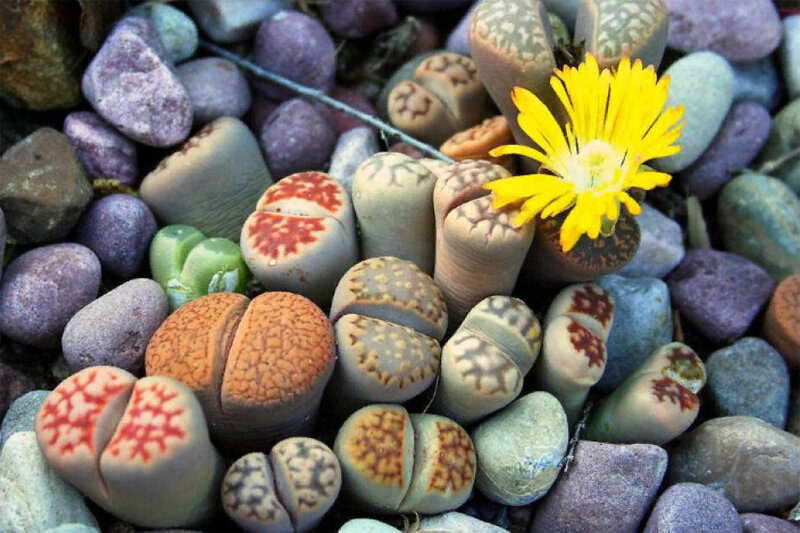 Камни цветы