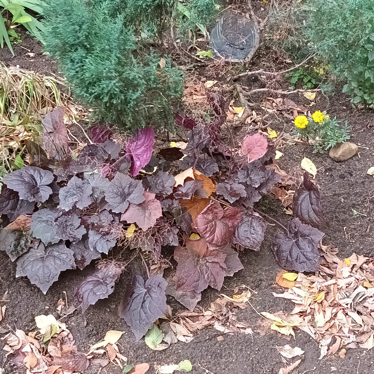 Красивое  осеннее растение.