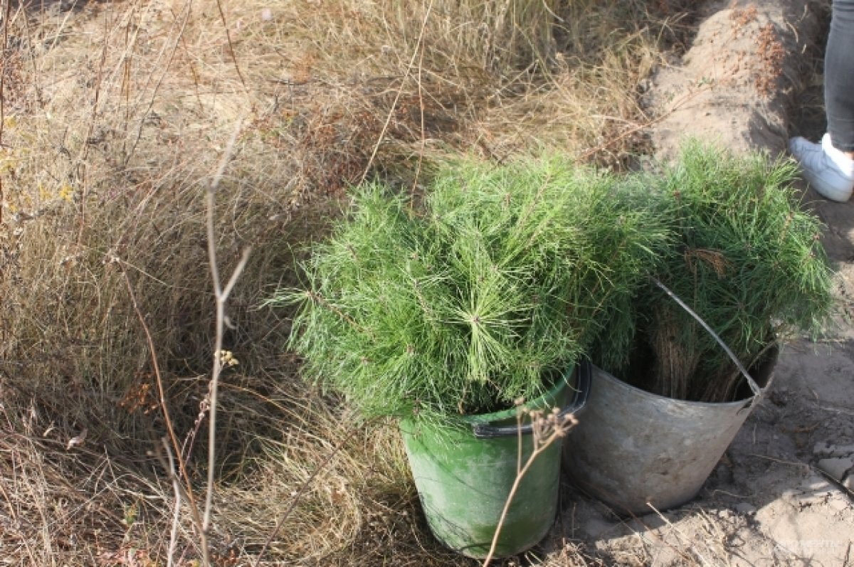    10 тысяч саженцев сосны высадили в Дальнеконстантиновском районе