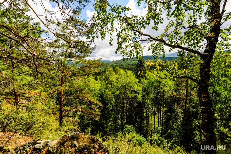    Депутаты включили лес в городскую черту без согласования с уполномоченным ведомством