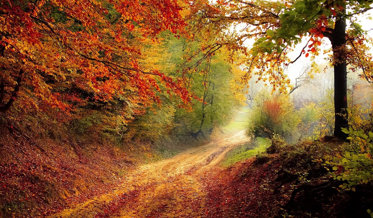 https://pixabay.com/photos/road-forest-fall-autumn-season-1072823/