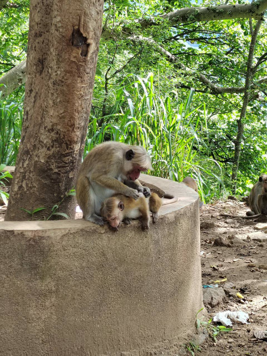 Вот такие обезьянки живут на островах Малайзии. Фото автора