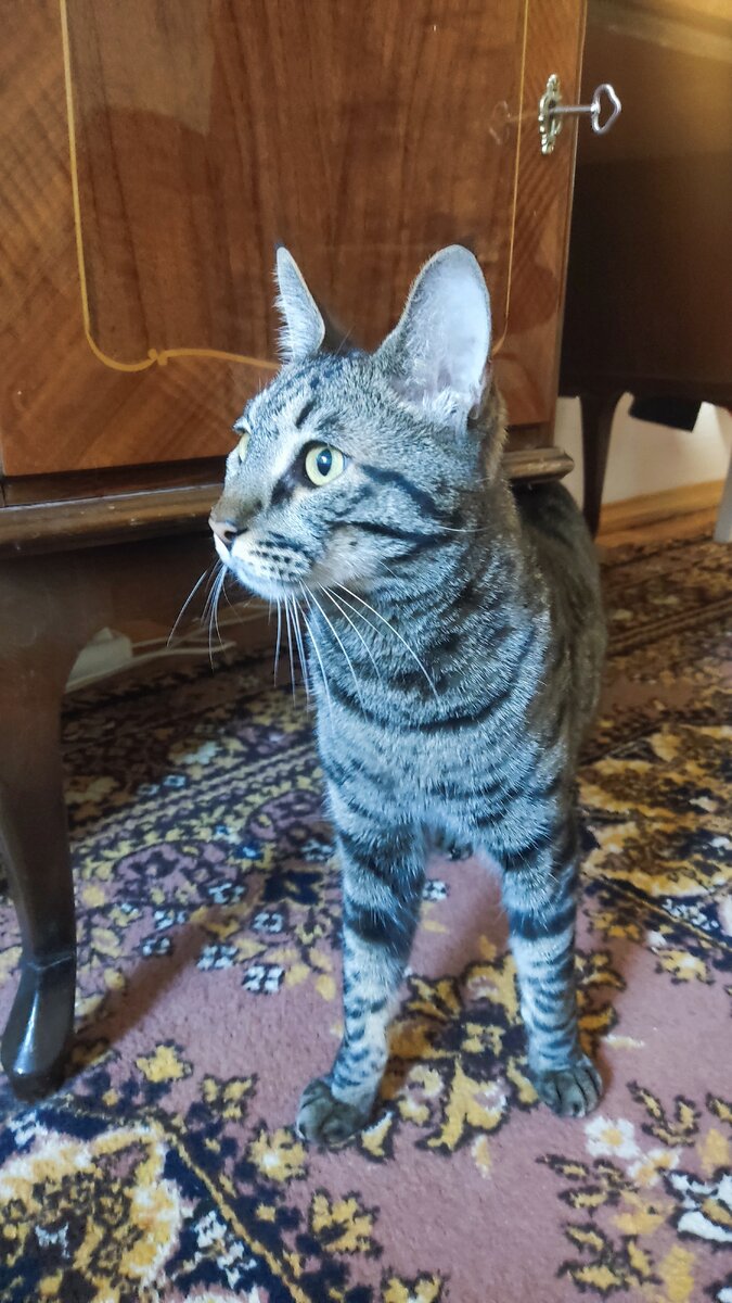 Кот испугался