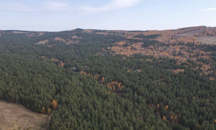    Космический мониторинг лесов с применением дронов охватит в Красноярском крае до 40 млн га