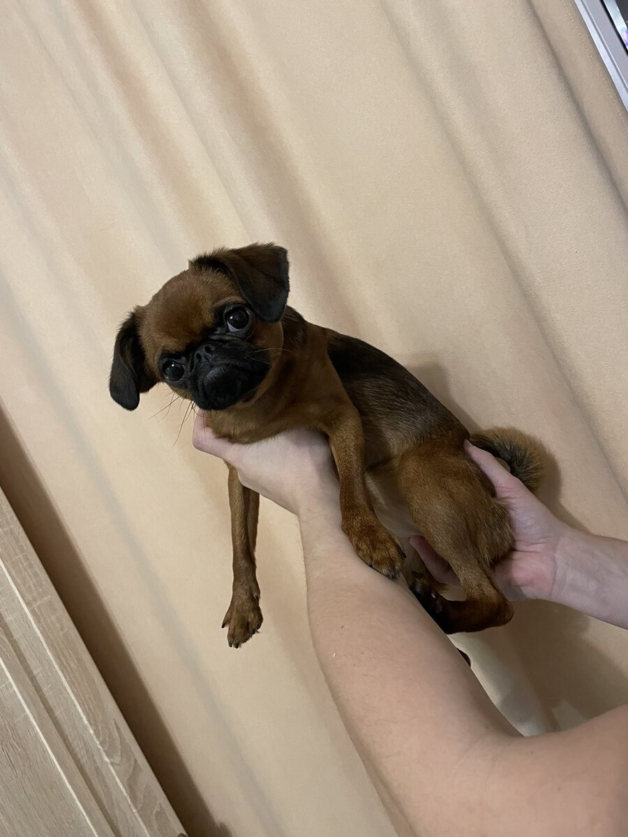 Моя брабансониха в 5 месяцев