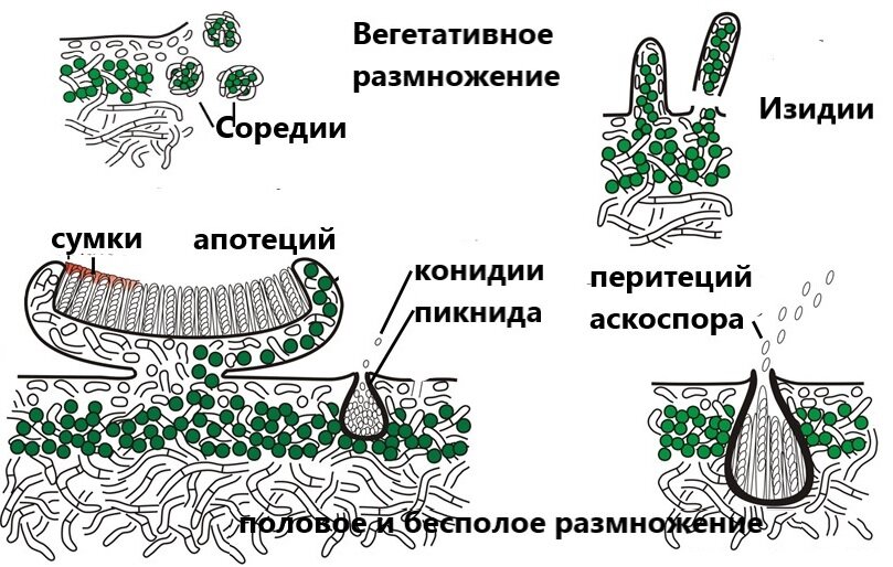 Школьный этап 2023 задания