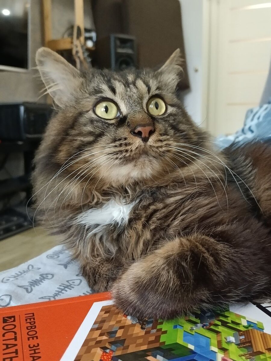 Шико возлегает на книжках сына