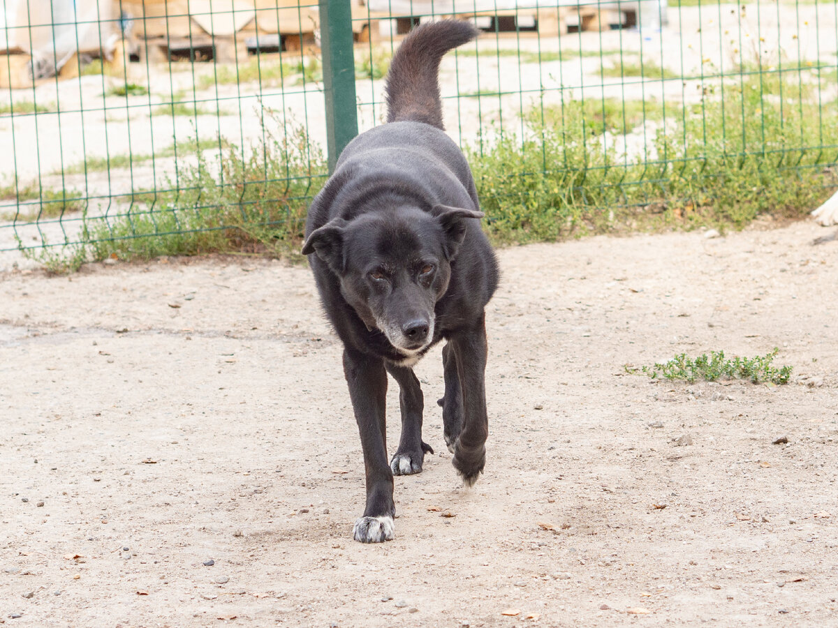 Собака-улыбака разыгралась