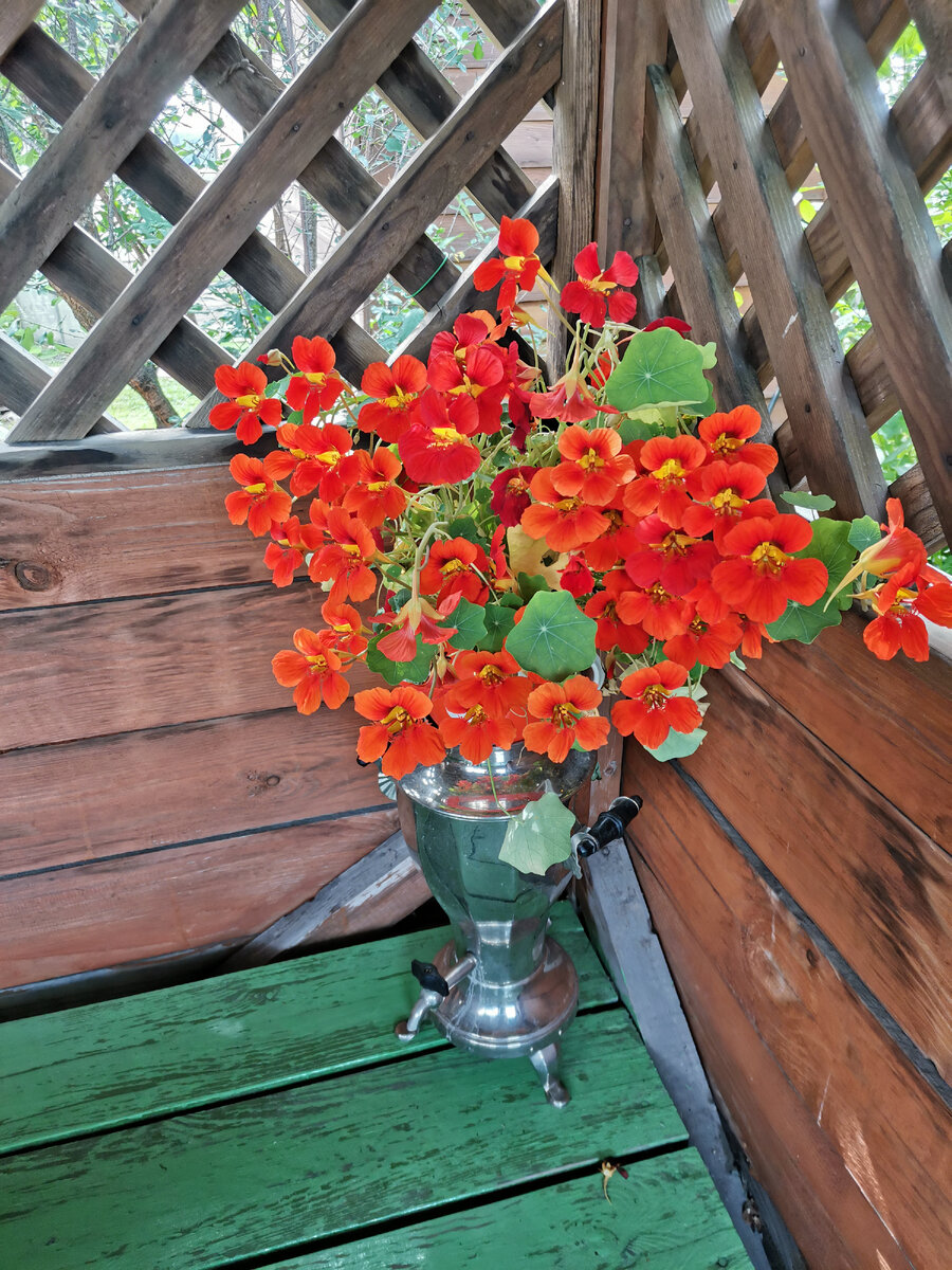 Настурция. Фото: мое дачное фото (с)