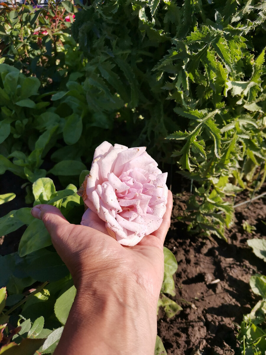 Роза сорт Голубой Нил. Фото: личное фото (с)