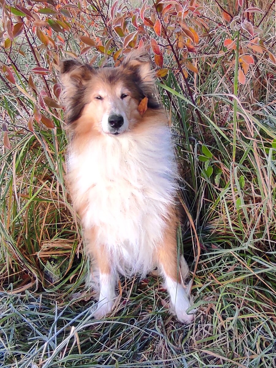 Василиса Прекрасная