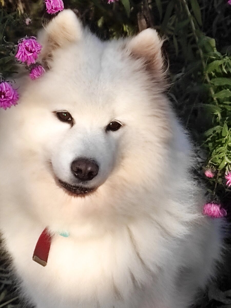 Джемма-кокетка