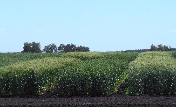    «Щелково Агрохим» планирует построить новый семеноводческий завод в Ульяновской области