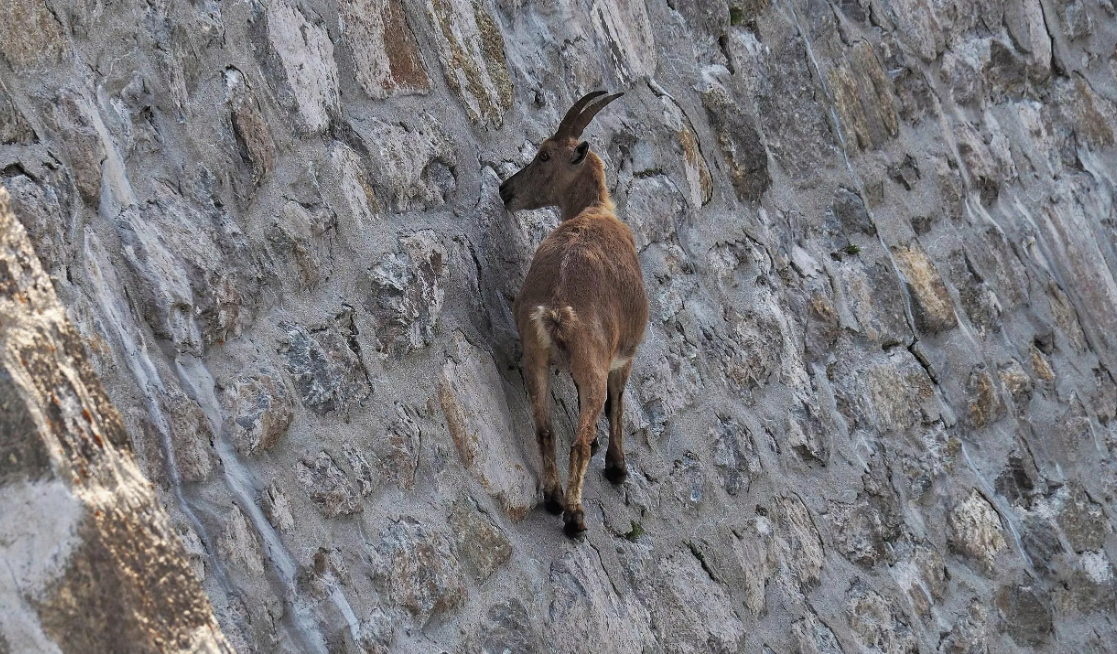 Pin by MaryAnne Hodges on Animals, Thank you God! Mountain goat, Mountain goats 