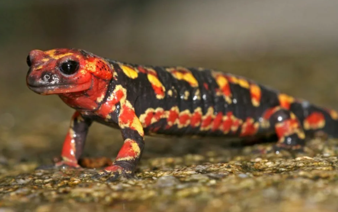 Тритон домашнее животное. Огненная саламандра Salamandra Salamandra. Саламандра — Огненная ящерица. Огненная саламандра хвостатые. Хвостатые земноводные саламандра.