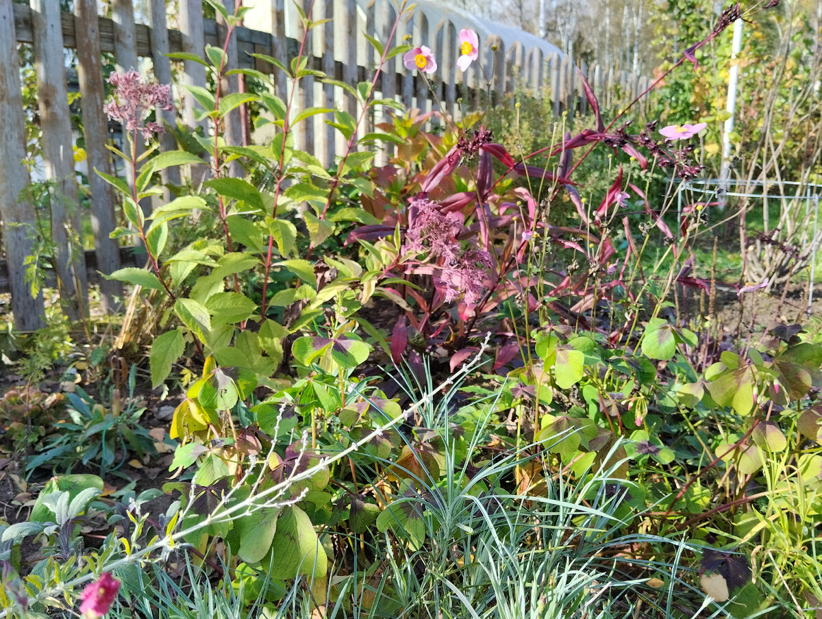 Пурпурный цветник