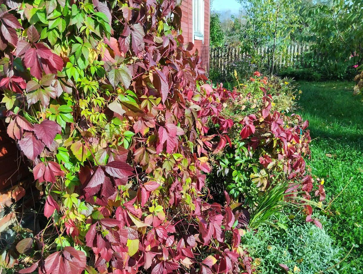 Палисадник