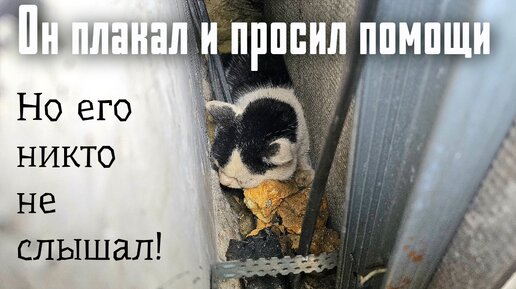 Котик плакал и просил помощи / когда от него все отвернулись он ушел умирать /help save the cat