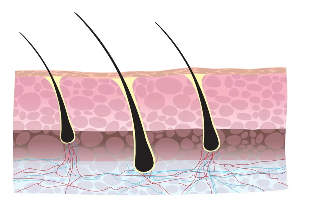 Корень волоса клетки