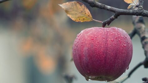    Фото: pixabay