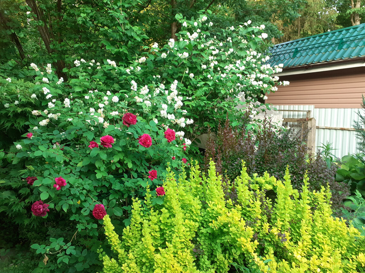 William Sheakspeare на штамбе в моем саду