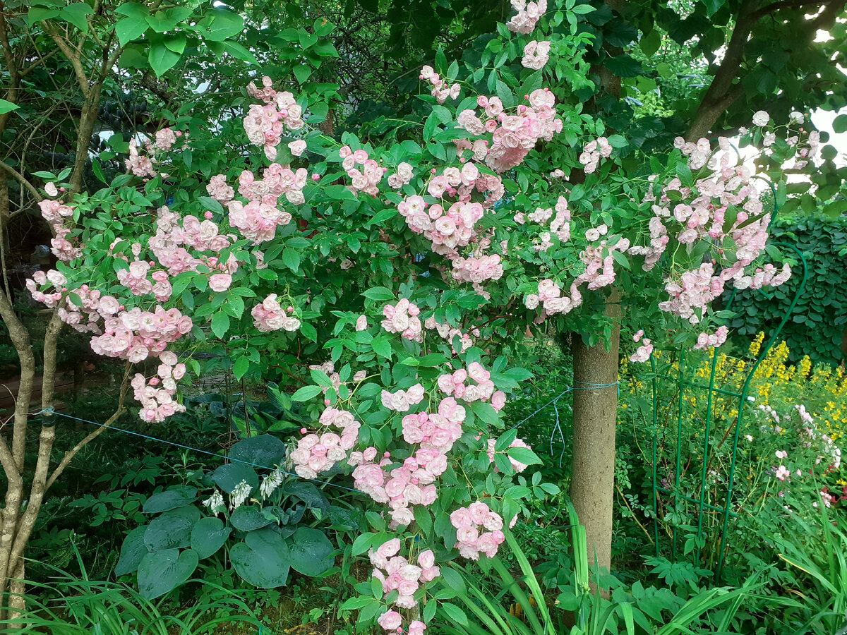 Heavenly Pink в моем саду