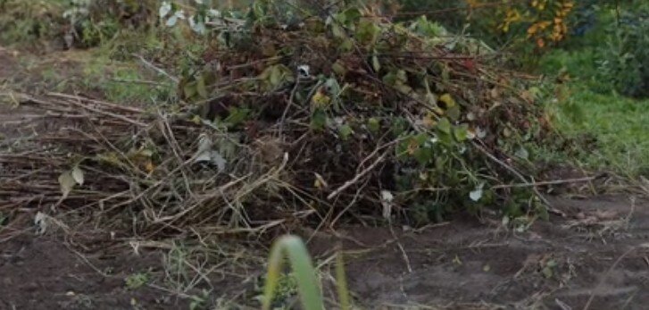 избавитьсяот слизней