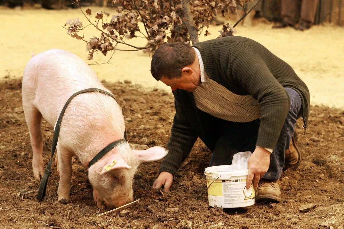 Фото из открытого источника.