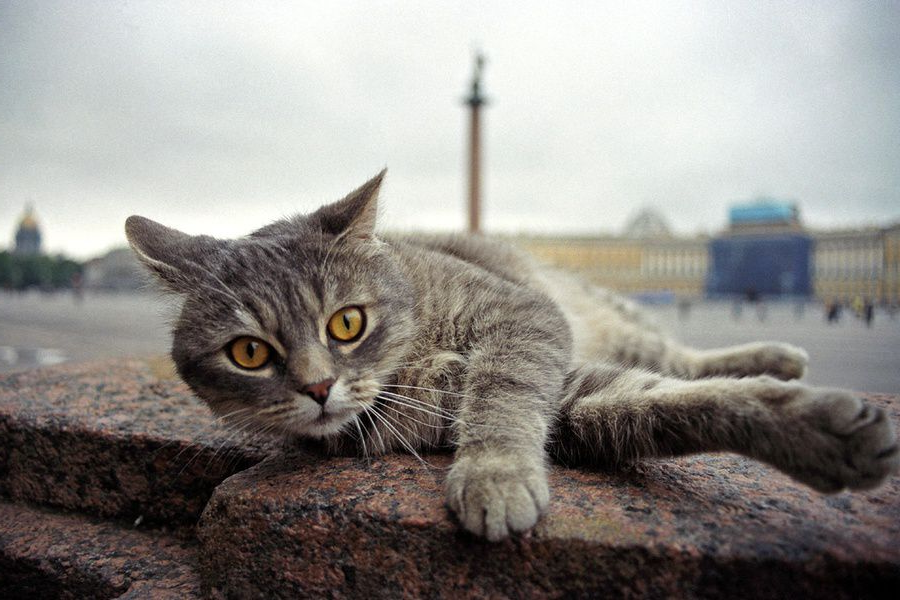 😻 Петербург - город кошачьих контрастов: от императорских палат до уличных памятников пушистым и хвостатым