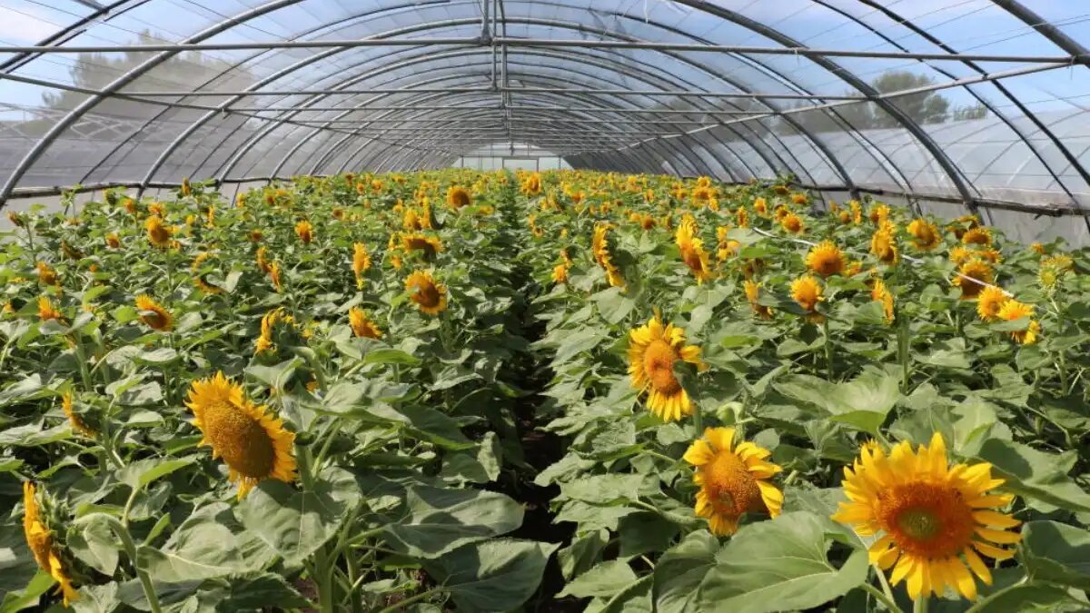 Фото:agroplazma.com Мощность нового семенного завода компании АГРОПЛАЗМА составит 5000 тонн